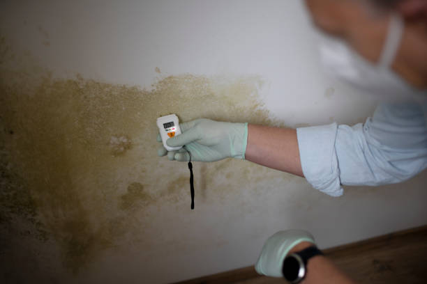 Best Insurance-Related Mold Remediation in Lithonia, GA