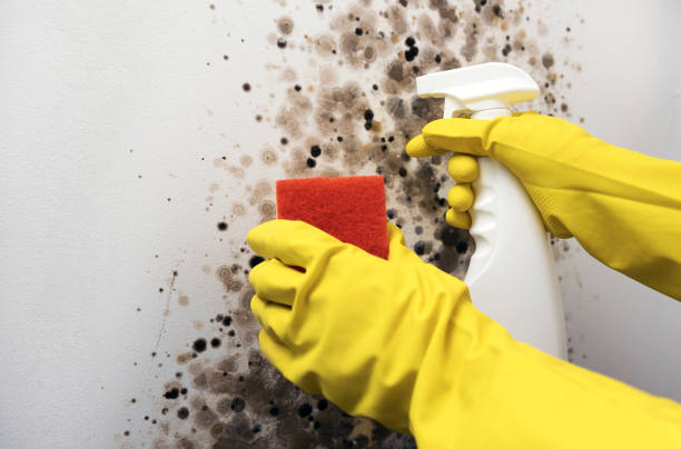 Best DIY Mold Remediation Support Services in Lithonia, GA