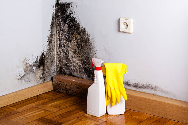 Best Emergency Mold Remediation in Lithonia, GA